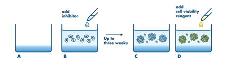 self-renewal test growth in soft agar|[32] Soft agar growth assays for transforming growth factors and .